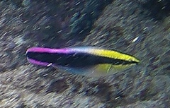 Labroides phthirophagus