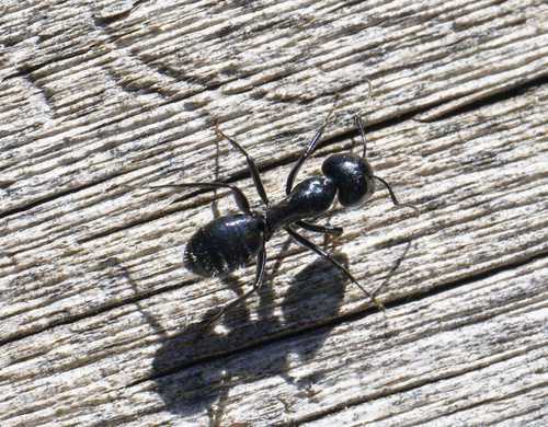 iNaturalist observation photo of Hairy Smooth Carpenter Ant