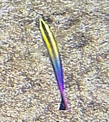 Labroides phthirophagus