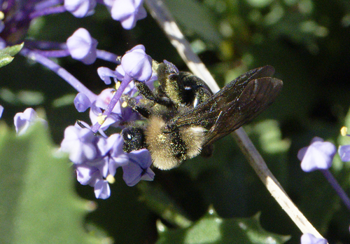 iNaturalist observation photo of Melandrena