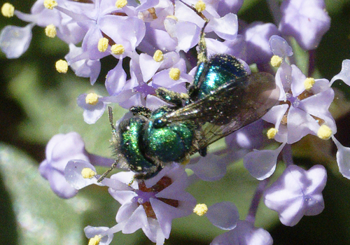 iNaturalist observation photo of Melanosmia