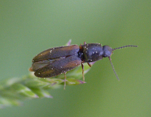 iNaturalist observation photo of Click Beetles