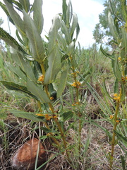 Fadogia homblei