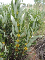 Fadogia homblei