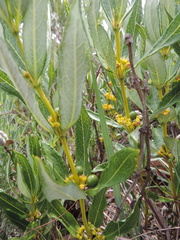 Fadogia homblei