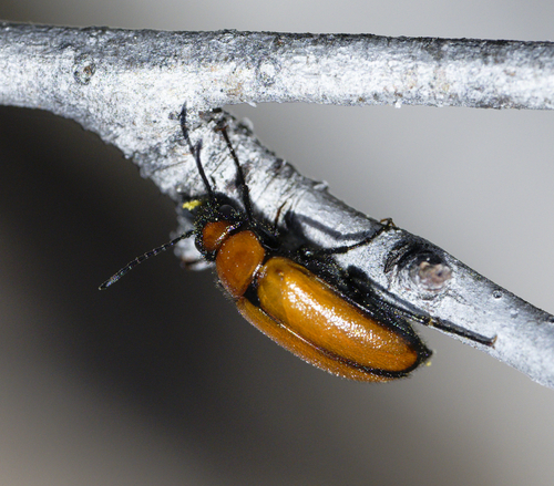 iNaturalist observation photo of Nemognatha scutellaris