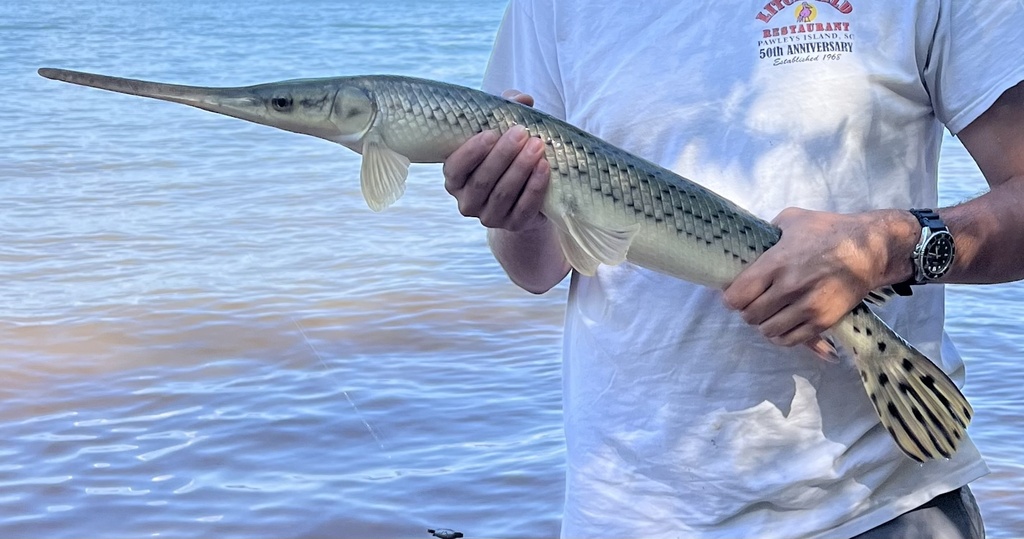 Longnose Gar from Lake Hartwell, Townville, SC, US on June 24, 2023 at ...