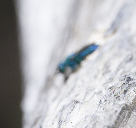 iNaturalist observation photo of Chrysidini