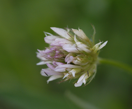 iNaturalist observation photo of Thrips