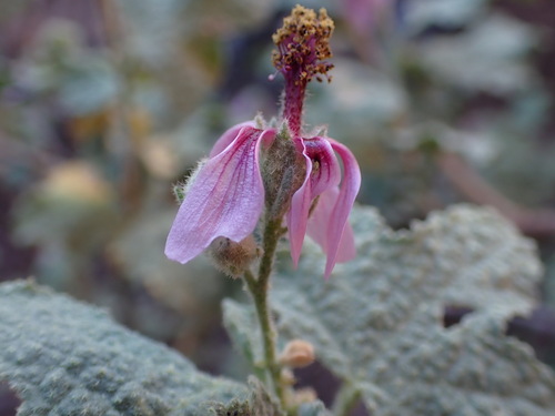 Anisodontea reflexa (Anisodontea reflexa)
