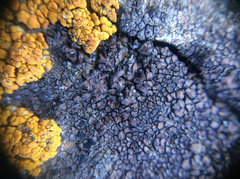 Miriquidica scotopholis