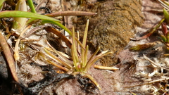 Stylidium subulatum