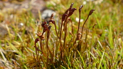 Schizaea australis