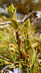Gentianella montana montana