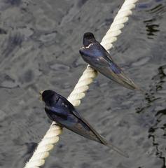 Hirundo rustica
