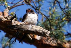 Hirundo rustica