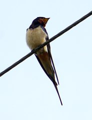 Hirundo rustica