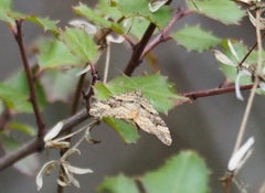 Epirrhoe plebeculata