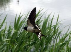 Hirundo rustica