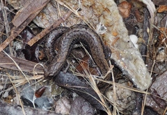 Batrachoseps gavilanensis