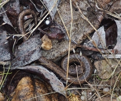 Batrachoseps gavilanensis