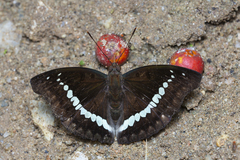 Bassarona teuta