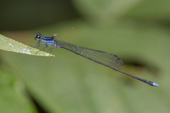 Prodasineura laidlawii