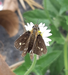 Taractrocera ardonia