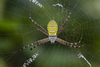 Oval Saint Andrew's Cross Spider - Photo (c) budak, some rights reserved (CC BY-NC), uploaded by budak