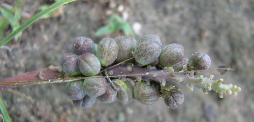 Drimiopsis burkei subsp. burkei image