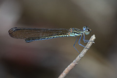 Heliocypha biforata