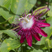 Passiflora incarnata × miniata - Photo (c) budak, algunos derechos reservados (CC BY-NC), uploaded by budak