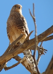 Falco rupicoloides