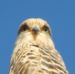 Falco rupicoloides