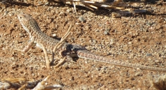 Meroles suborbitalis