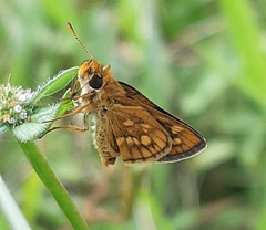 Taractrocera ardonia
