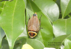 Ellipsidion reticulatum