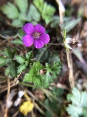 Geranium nepalense thunbergii