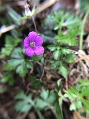 Geranium nepalense thunbergii