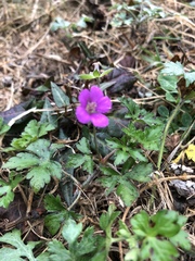 Geranium nepalense thunbergii