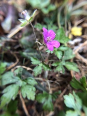 Geranium nepalense thunbergii