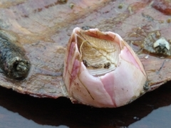 Notomegabalanus decorus