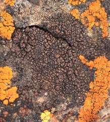 Miriquidica scotopholis