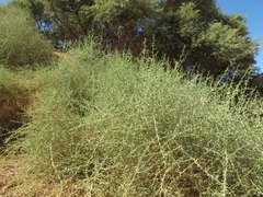 Acanthosicyos horridus