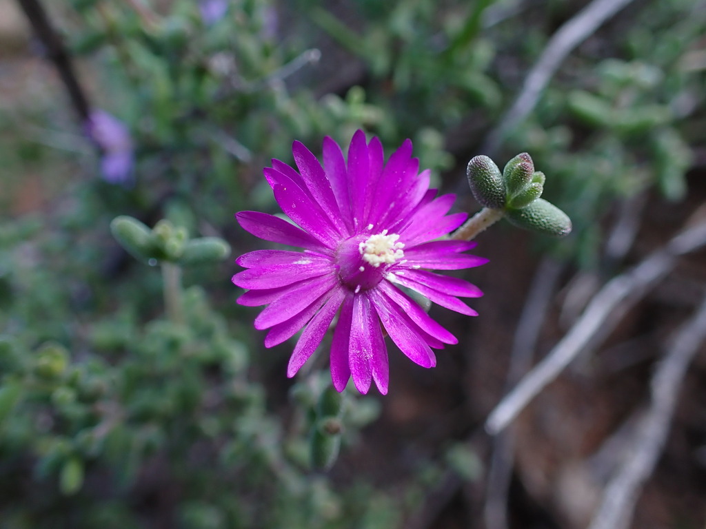Drosanthemum duplessiae