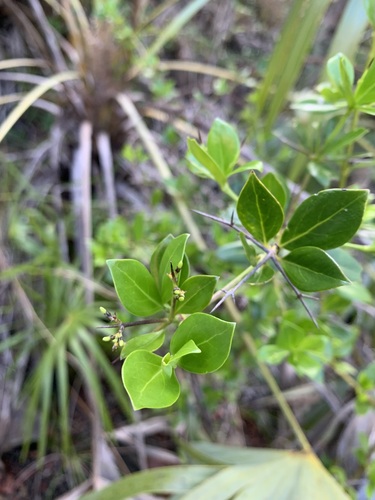 Scolosanthus portoricensis