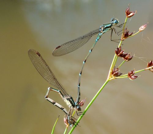 Blue Damselfly photo 6