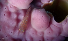 Cochleoceps orientalis