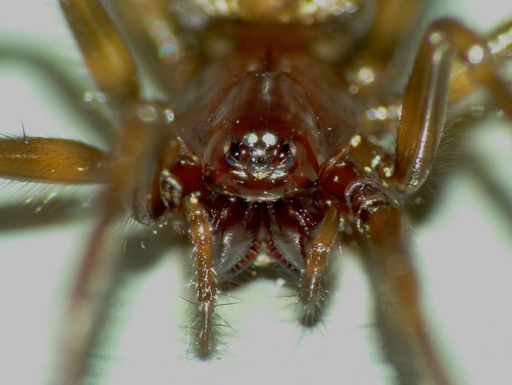 Mynogleninae