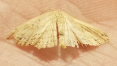 Cyclophora myrtaria